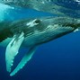 Image result for Whale Water