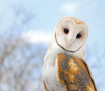 Image result for Barn Owl Wallpaper