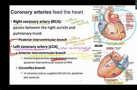 Image result for Atrioventricular Coronary Sulcus