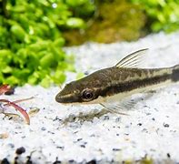 Image result for Bottom Feeder Fish for Koi Pond