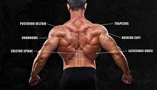 Image result for Back Muscle Wallpaper