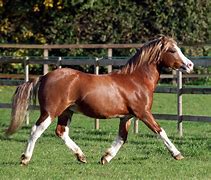 Image result for Ffestiniog Welsh Pony