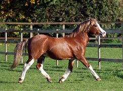 Image result for Beige Welsh Pony