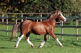 Image result for Splash Welsh Pony