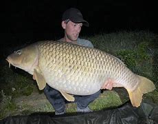 Image result for 101 Lb Carp