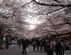 Image result for Ueno Park Hanami