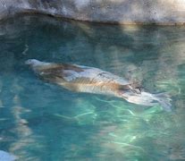 Image result for Aquarium Walrus