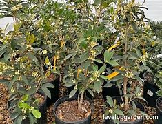 Image result for Fragrant Tea Olive Tree