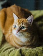 Image result for Red Ginger Cat