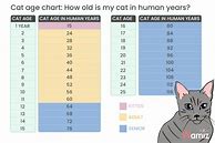 Image result for Cat Age Calculator