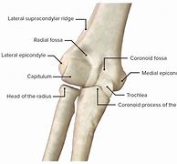 Image result for Rontgen Elbow Joint Normal