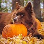 Image result for Pure Black Siberian Husky