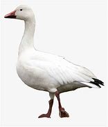 Image result for Snow Goose Decal