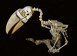 Image result for Toucan Skeleton