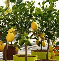 Image result for Mini Lemon Tree Indoor