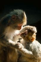 Image result for Funny Monkey Love