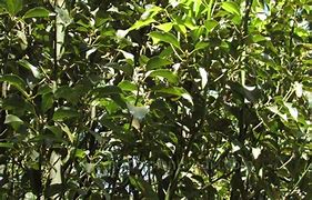 Image result for Camphor Tree New Leaves