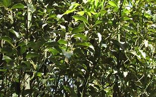 Image result for Camphor Tree Bonsai