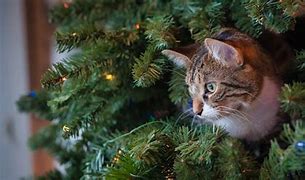 Image result for Cat Inside Christmas Tree