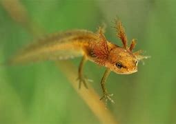 Image result for Newt Eyes