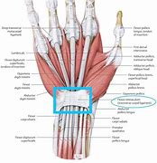 Image result for Flexor Retinaculum Hand Contents Mnemonic