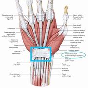 Image result for Flexor Retinaculum Vishram Singh