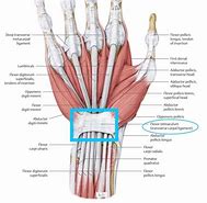 Image result for Structures Under Flexor Retinaculum of Hand