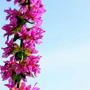 Image result for Flowe Macro