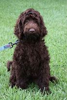 Image result for Chocolate Labradoodle