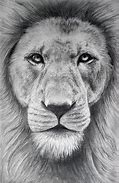 Image result for Simple Lion Drawing Pencil