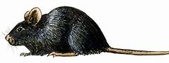 Image result for Knock Down Mouse