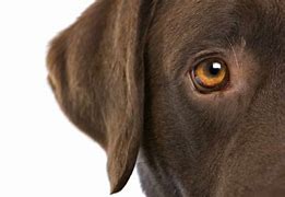 Image result for Clean Dog Eye