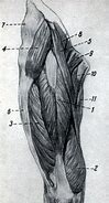 Image result for Leg Anatomy Sketch