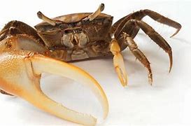 Image result for What Does Crabs Look Like On Skin