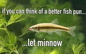 Image result for Fish Puns