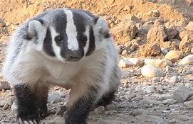 Image result for Us Badger