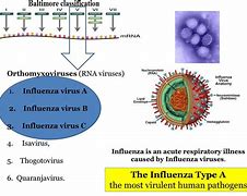 Image result for Influenzavirus A