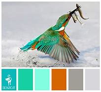 Image result for Kingfisher Blue Colour