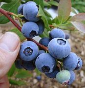 Image result for Chandler Blueberry