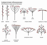 Image result for Capitate Inflorescence