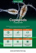 Image result for Copepods Examples