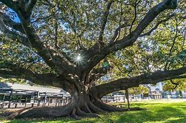 Image result for Higo Fig Tree