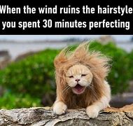 Image result for Windy Chicken Meme