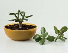 Image result for Jade Plant Roots