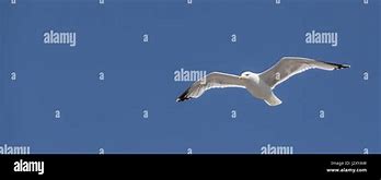 Image result for Seagull In-Flight