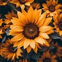 Image result for Cute Flower PFP