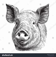 Image result for Pink Pig Face