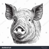 Image result for Pig Face Bush