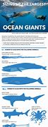 Image result for Gross Sea Animals