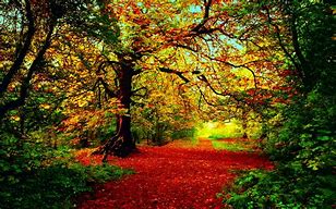 Image result for Dynamic Nature Themed Wallpaper